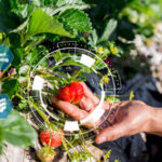 Agriculture Innovation