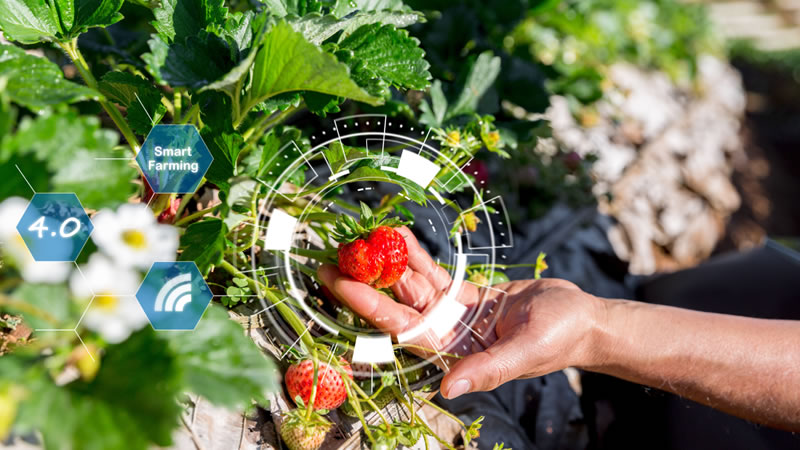Agriculture Innovation